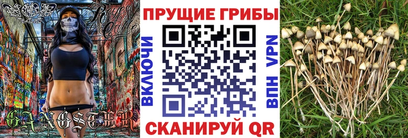 мориарти официальный сайт  купить наркотики цена  Чудово  Галлюциногенные грибы Psilocybine cubensis 